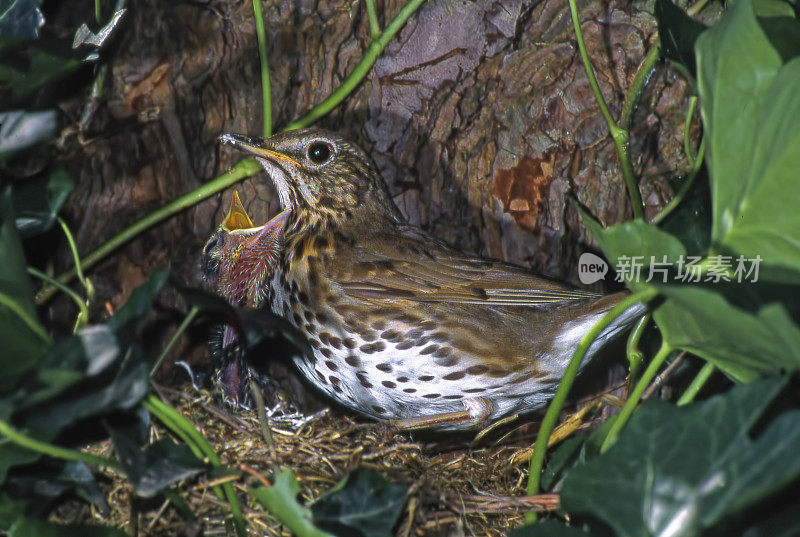 巢中的画眉(Turdus philomelos)